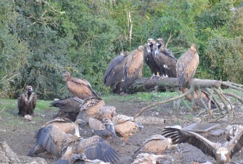 Fotografía: Thierry David (LPO). Gallarda, buitre negro,  junto a su nueva pareja.