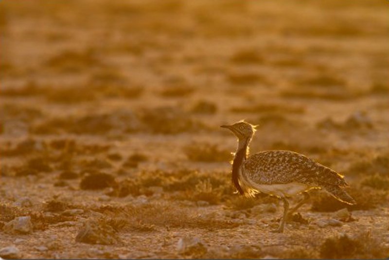 LA AVUTARDA HUBARA ES UNA DE LAS ESPECIES MAS SIGNIFICADAS DE LAS ISLAS ORIENTALES DEL ARCHIPIÉLAGO CANARIO. Fotografía: Yeray Seminario 