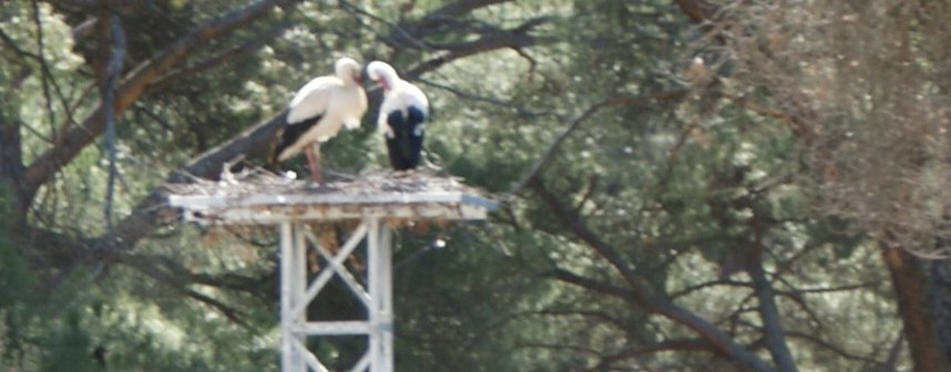 El nido de cigüeñas en Grefa