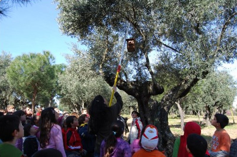 Colocación de caja-nido de madera para páridos como actividad de educación ambiental en el Parque del Olivar. 