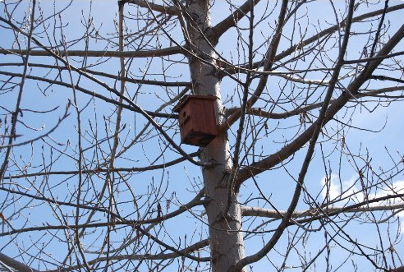 Caja-nido de madera para páridos en el Parque del Lago de Loranca. 