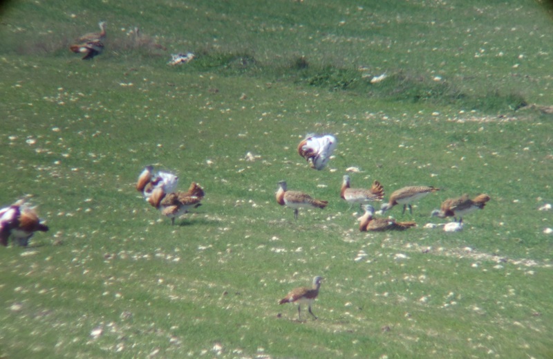 La veza es una leguminosa que nitrogena la tierra, proporciona refugio y alimento a las aves esteparias.. 