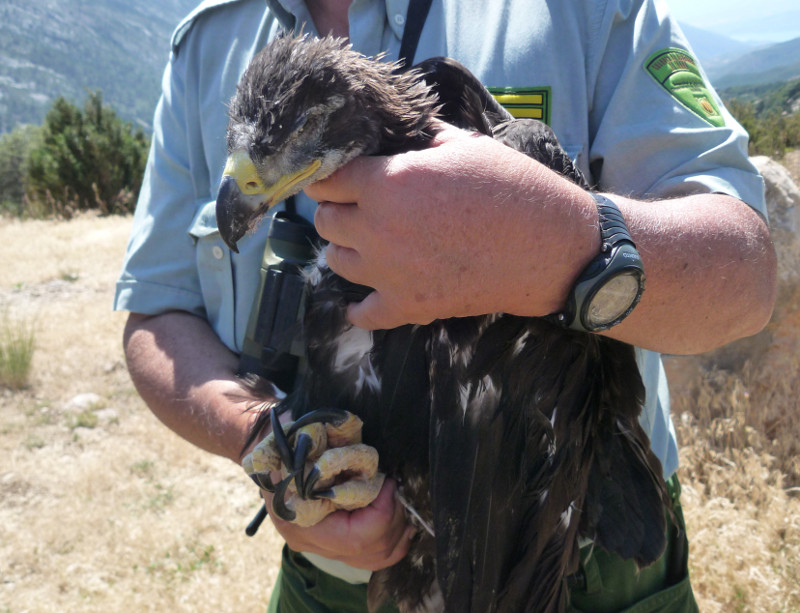 El águila real ya rescatada