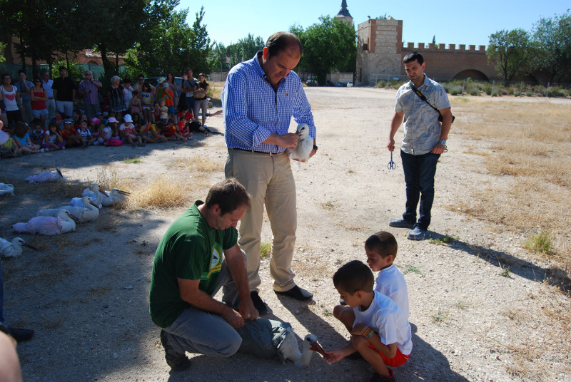 Libaración de cigüeñas blancas en Alcalá