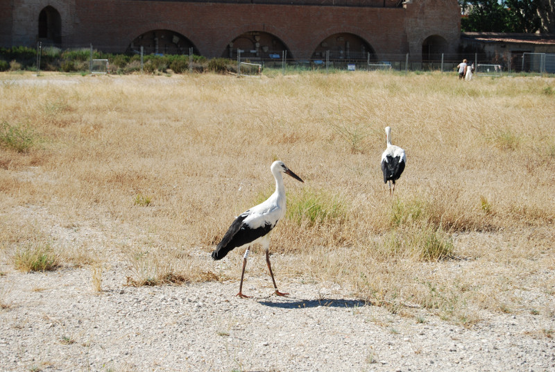 Liberación de cigüeñas blancas en Alcalá de henares