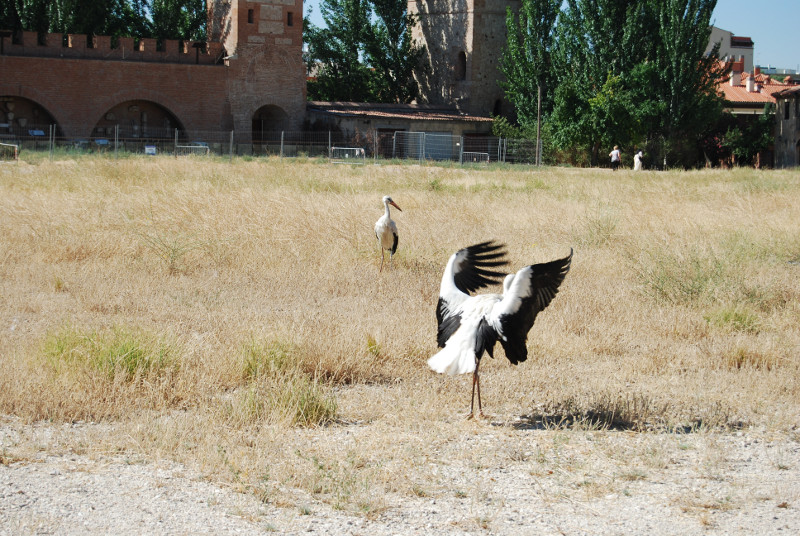 Libaración de cigüeñas blancas en Alcalá