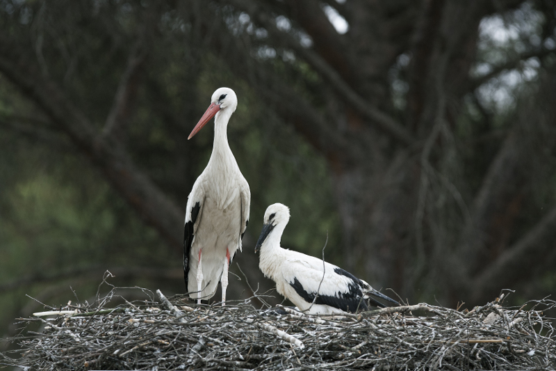 Uno de los pollos de cigüeña nacidos en GREFA junto a uno de sus padres. Foto: Anton Cobos