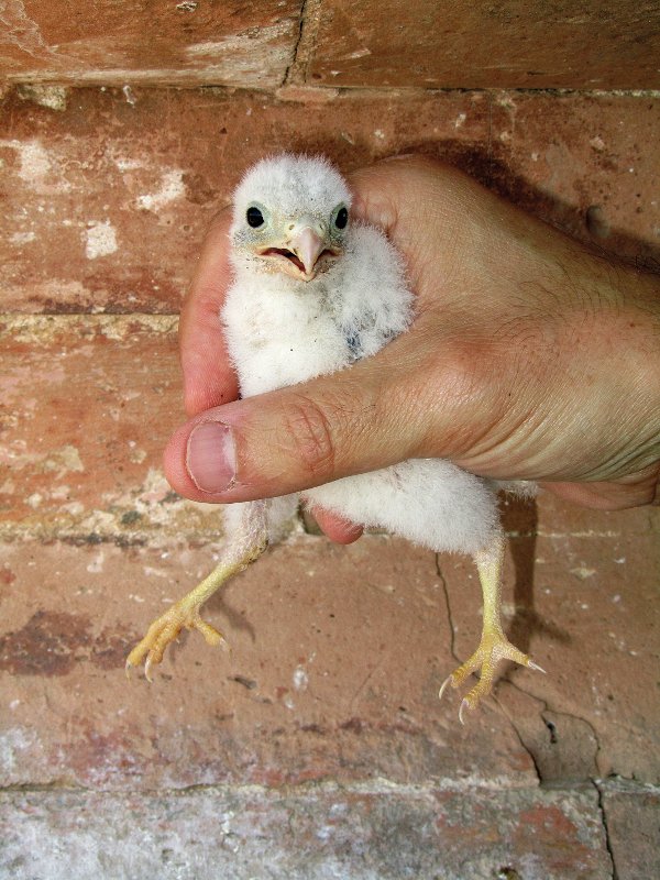 Encontramos pollos de diversas edades, algunos recién nacidos y también puestas.