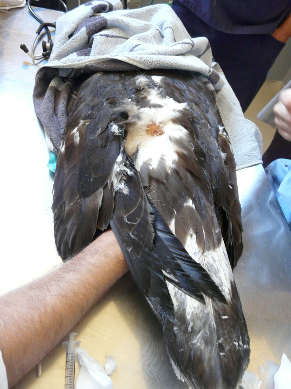 Herida en la espalda del joven águila real