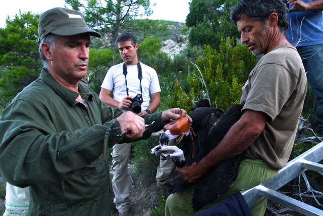 Colocalión de GPS a uno de los pollos de buitres negros