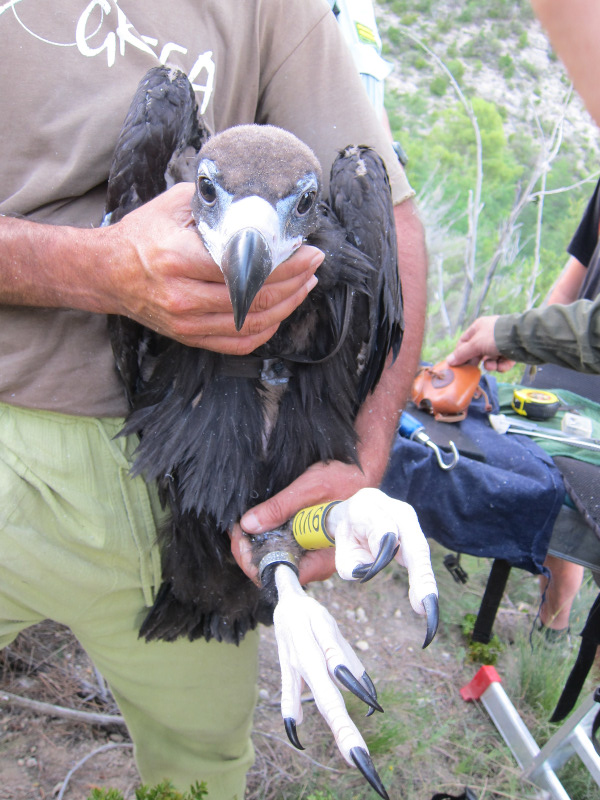 El primer pollos marcado nacido de Bruna y Corneli