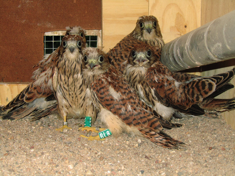 Los primeros 7 pollos procedentes del Zoo Botánico de Jerez de La Frontera (Cádiz)