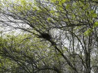 El nido a comienzos de primavera 