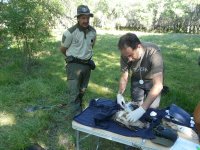Fernando Gonzalez, veterinario de GREFA, toma muestras a los pollos de milano real
