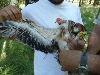 Uno de los pollos de milano real mostrando su anilla de PVC