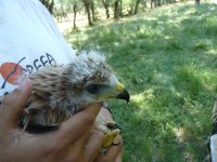 Juanjo, GREFA, muestra el ala de uno de los pollos de milano real