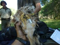 Uno de los pollos de milano real durante el marcaje