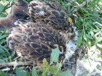 Los pollos de milano real ya marcados de vuelta al nido