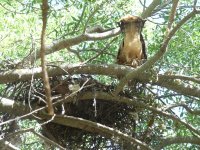 Uno de los pollos alrededor del nido varios días después de ser marcados