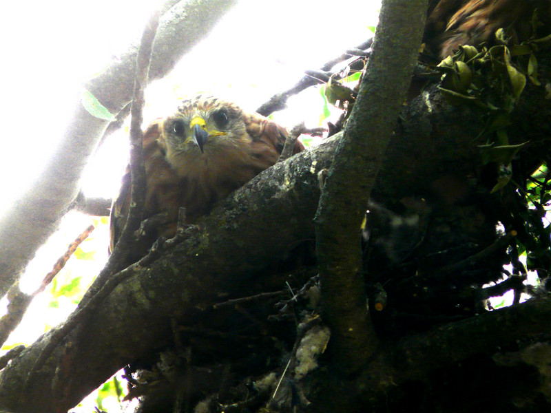 Uno de los pollos de milano real en el nido