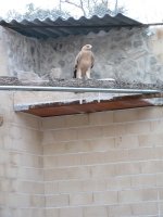 La joven Susana recuperandose de la electrocución en GREFA 
