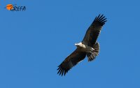 Juan José Iglesias, biílogo de GREFA, fotografio a Susana en vuelo aún joven 