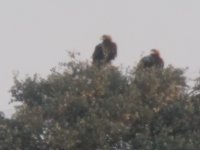 Susana y su pareja posadas en una encina 