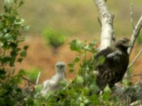 Susana junto a los pollos 