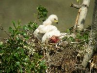 A punto de comenzar a perder el plumon blanco 