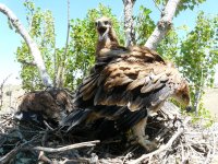 Los pollos en el nido durante la captura para su marcaje 