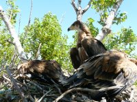 Los pollos en el nido durante la captura para su marcaje 