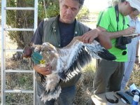 Ernesto durante el marcaje con uno de los pollos 