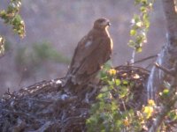 Pocos días depués del marcaje los pollos de águila imperial comenzaron a volar 