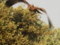 Primera hembra en volar 