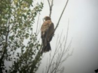 Posado en un chopo en las cercanias del nido 
