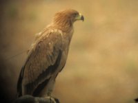 Uno de los pollos alrededor del nido 