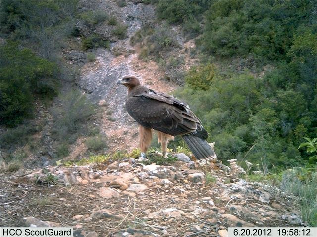 Helena, águila perdicera, 20-6-12