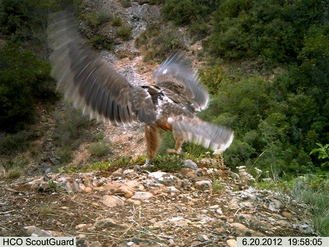 Helena, águila perdicera, 20-6-12