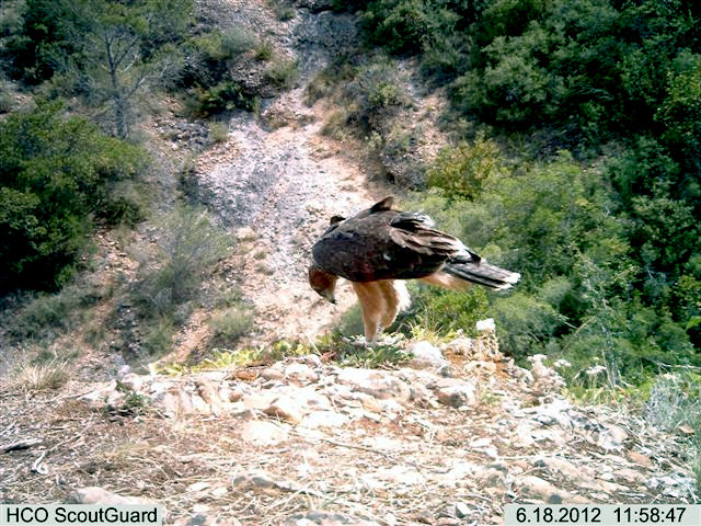 Beragu, águila perdicera, 18-6-12