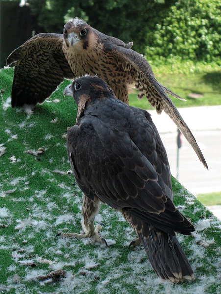 Los halcones del hacking de Granada. Si queréis verlos volar, mirad en este enlace:  https://dl.dropbox.com/u/82625116/HALCONES%20CANAL%20SUR.avi