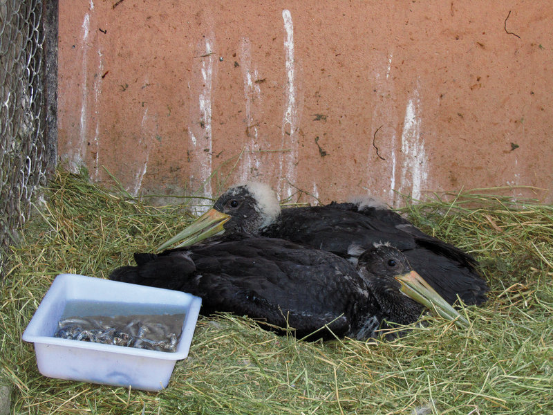 Cigüeña negra. Foto: Zoo Botanico de Jerez