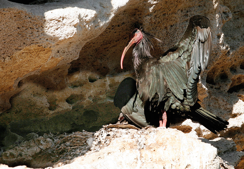 Nuestros compañeros de Córdoba, antes de la recogida de los pollos, visitaron el lugar en el que están nidificando algunas parejas de Ibis eremita. Nuestras felicitaciones a los técnicos del Zoo de Jerez, auténticos artífices de que podamos disfrutar de esta especie en libertad.