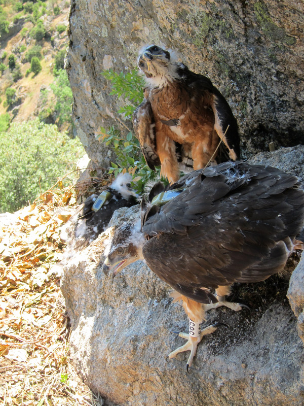 GREFA - GREFA libera 4 pollos de águila perdicera en Madrid para celebrar  la semana mundial del medio ambiente