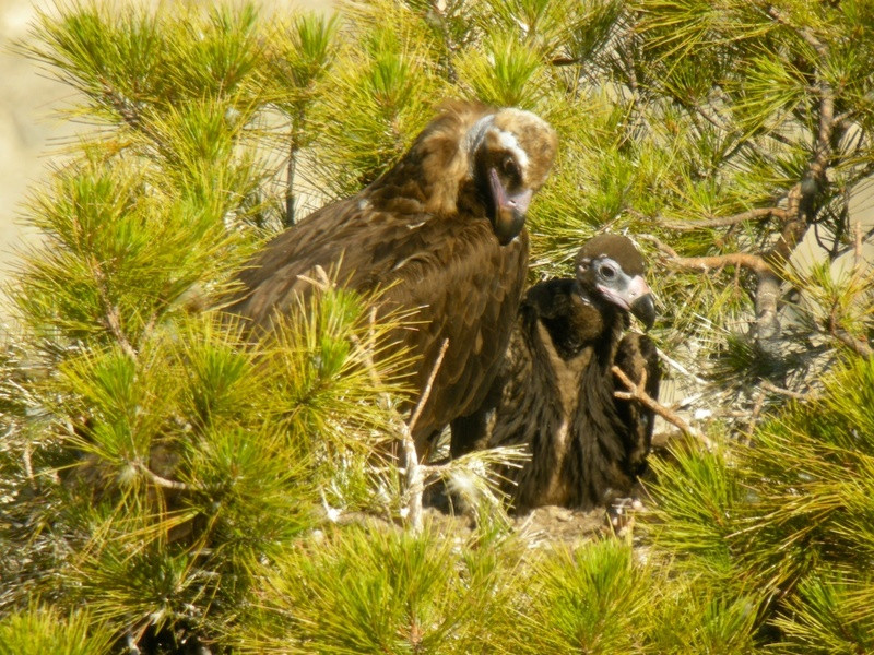 Nido de Bruna y Corneli, buitres negros