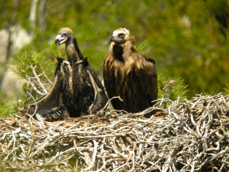 Nido de Perla y Portell, buitres negros, 2012