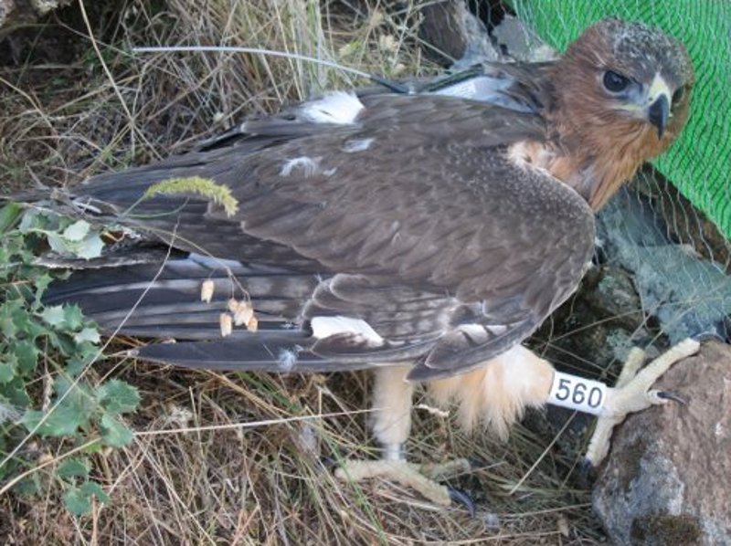 La joven águila perdicera procedente de Francia