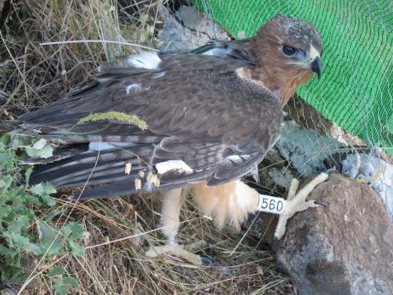 El águila perdicrea permanecera dentro de la jaula en proceso de aclimatación durante unos 10 días. 