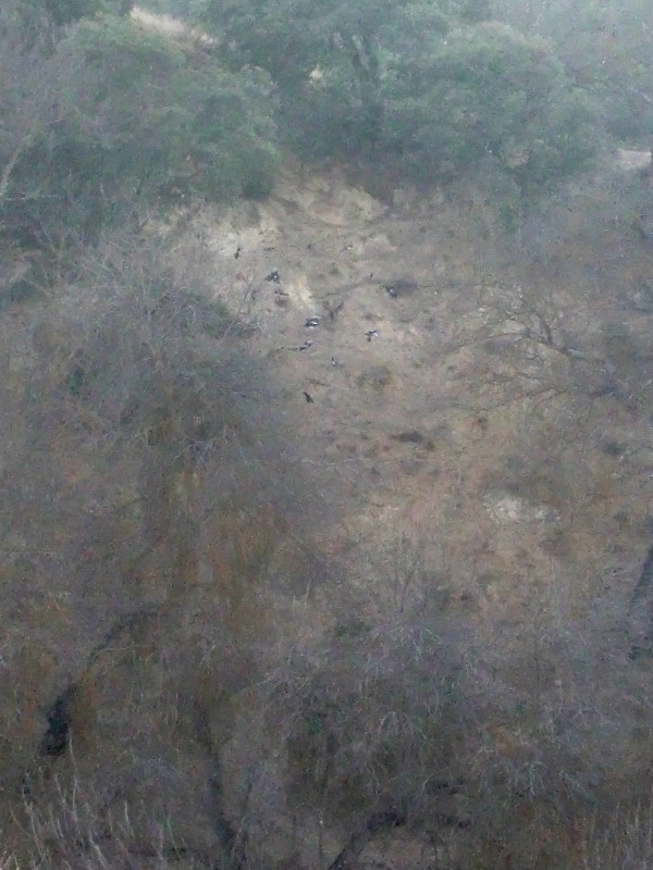 Las urracas acuden a denunciar la presencia del Búho