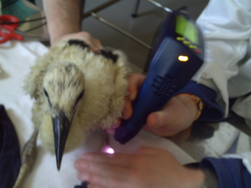 Tratamiento láser del éstasis vascular y linfático