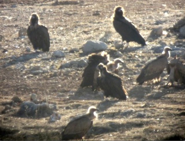 Buitres del proyecto de Boumort con algún ejemplar frances y buitres leonados